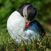 Atlantic Puffin