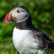 Atlantic Puffin