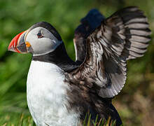 Atlantic Puffin