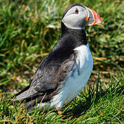 Atlantic Puffin