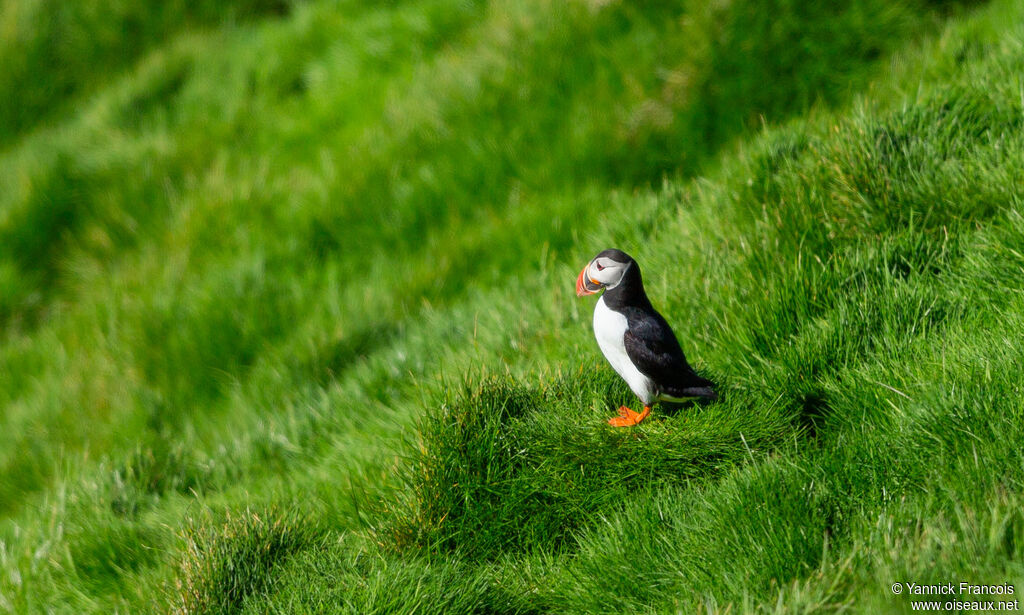 Macareux moineadulte, habitat, composition