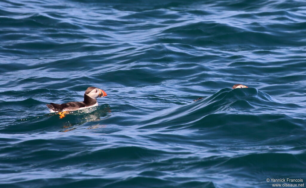 Atlantic Puffinadult breeding, habitat, swimming