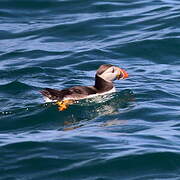 Atlantic Puffin