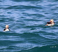 Atlantic Puffin