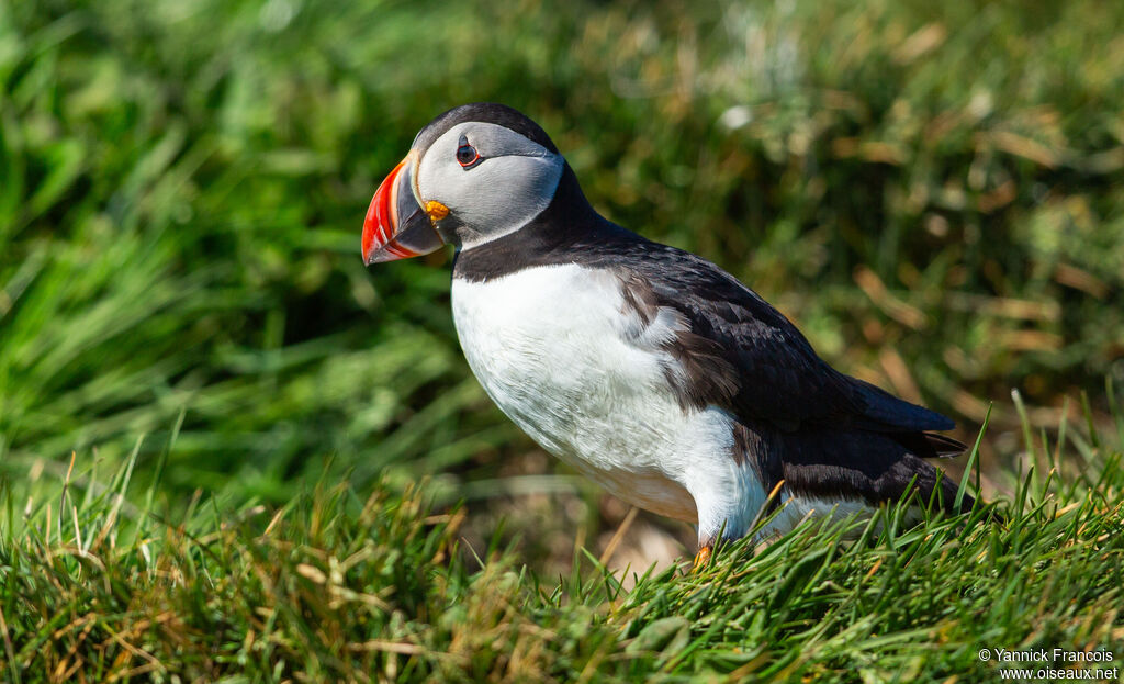 Atlantic Puffinadult, identification, aspect