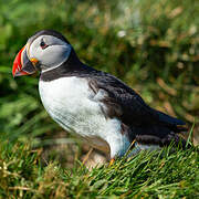 Atlantic Puffin
