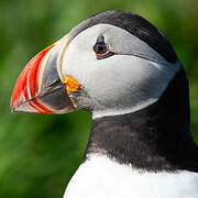 Atlantic Puffin