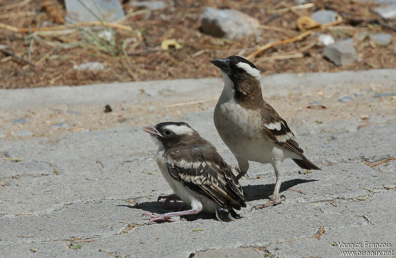 White-browed Sparrow-Weaver, identification, aspect