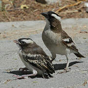 White-browed Sparrow-Weaver