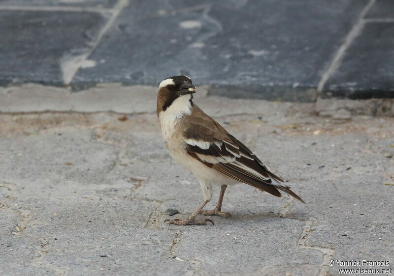 White-browed Sparrow-Weaveradult, identification, aspect, eats