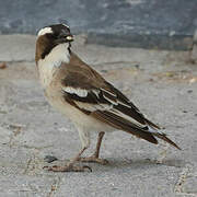 White-browed Sparrow-Weaver