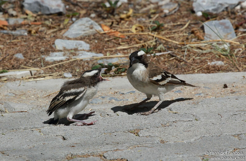 White-browed Sparrow-Weaver, identification, aspect, Behaviour