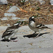 White-browed Sparrow-Weaver