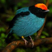 Blue Manakin