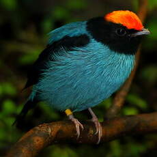 Manakin à longue queue