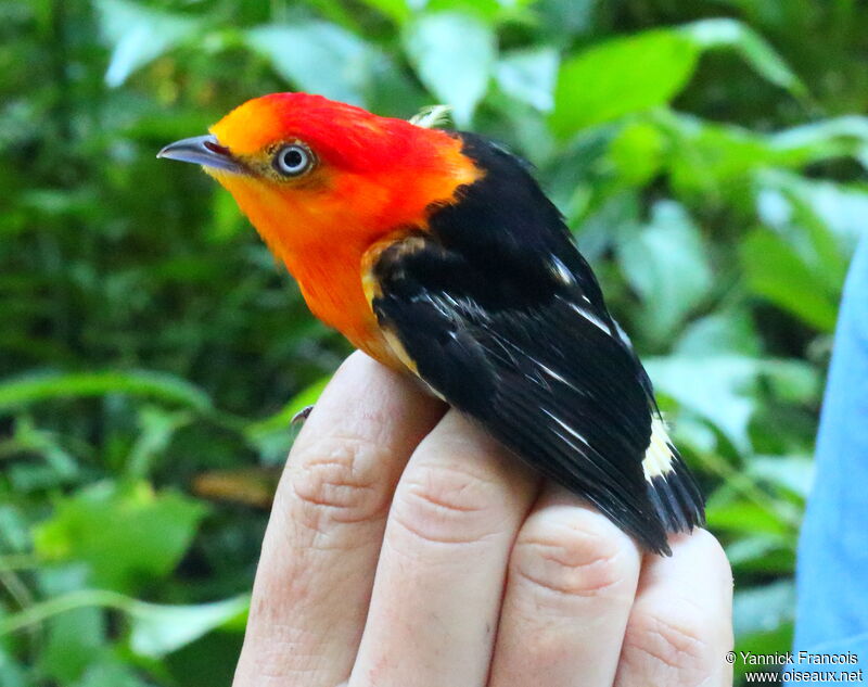 Band-tailed Manakin male adult, close-up portrait