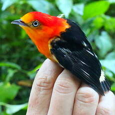 Manakin à queue barrée