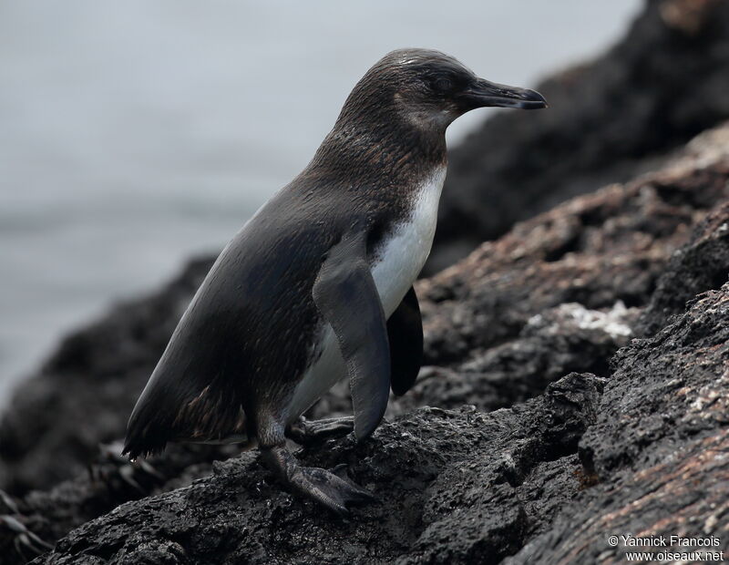 Galapagos Penguinjuvenile, identification, aspect