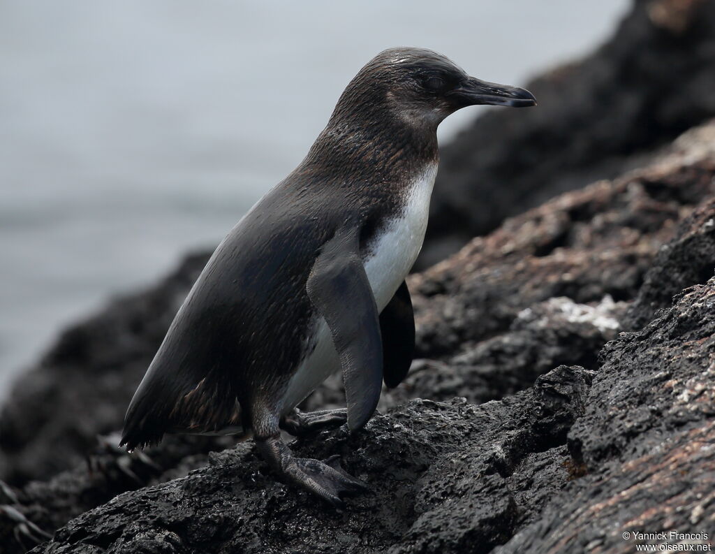 Manchot des Galapagosjuvénile, identification, composition