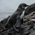 Manchot des Galapagos