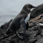 Galapagos Penguin