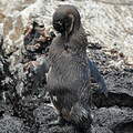 Manchot des Galapagos