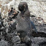 Manchot des Galapagos