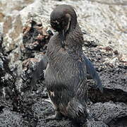 Manchot des Galapagos