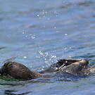 Manchot des Galapagos
