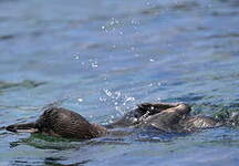 Manchot des Galapagos