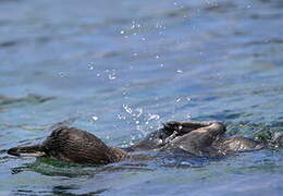 Manchot des Galapagos