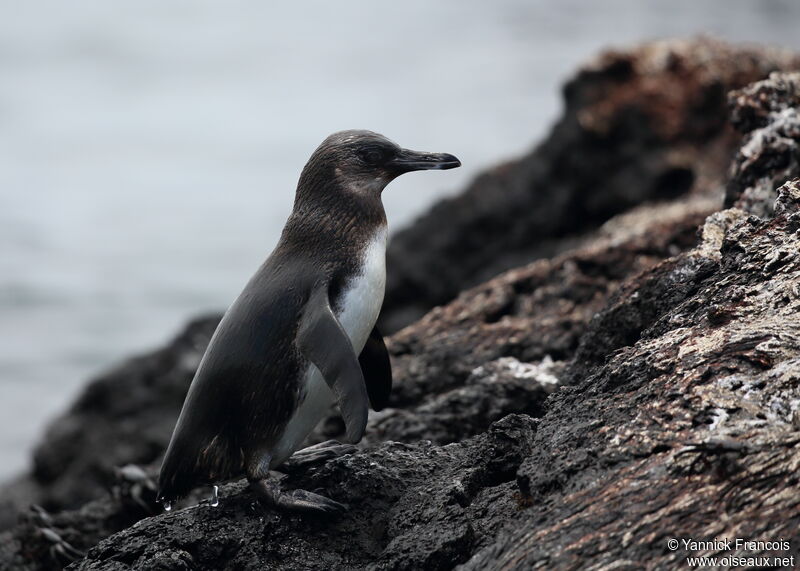 Galapagos Penguinjuvenile, habitat, aspect