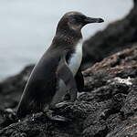 Manchot des Galapagos