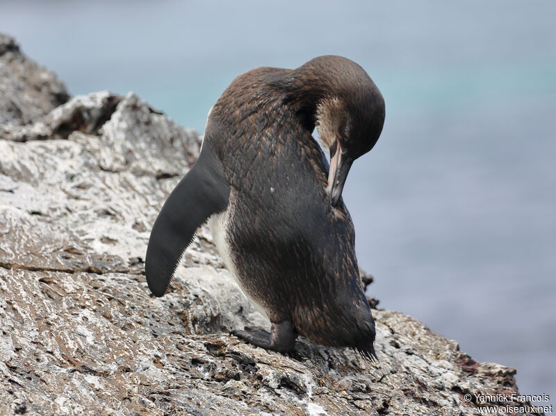 Galapagos Penguinimmature, identification, aspect