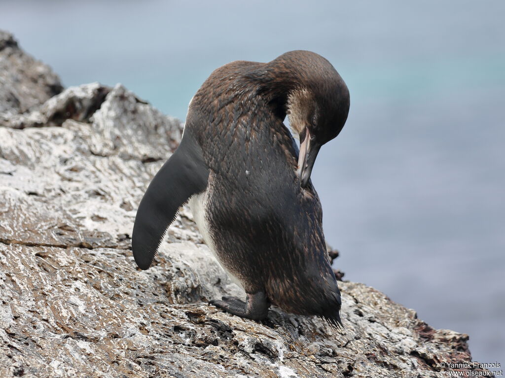 Manchot des Galapagosimmature, identification, composition