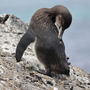 Manchot des Galapagos