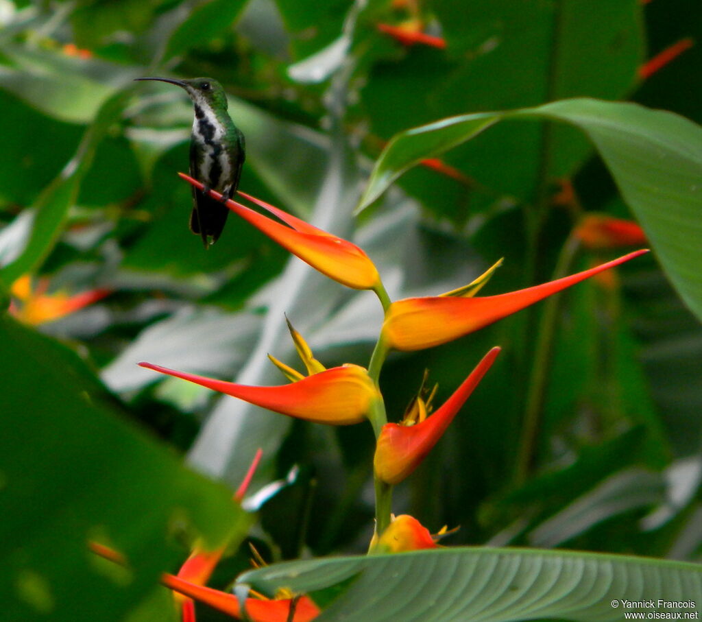 Green-breasted Mango female adult, habitat, aspect