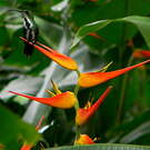 Mango de Prévost