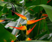 Green-breasted Mango