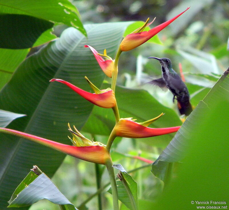 Green-breasted Mango female adult, aspect, Flight