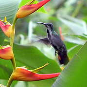 Green-breasted Mango