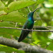 Green-breasted Mango