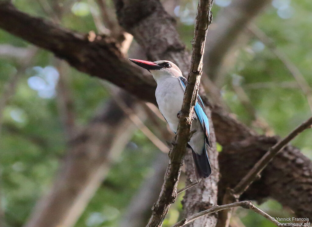 Woodland Kingfisheradult, habitat, aspect