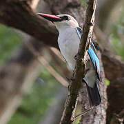 Woodland Kingfisher