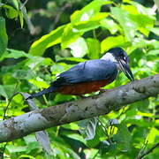 Ringed Kingfisher