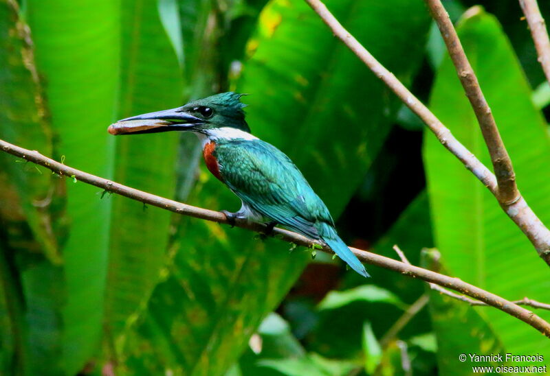 Amazon Kingfisher male adult, identification, aspect, fishing/hunting