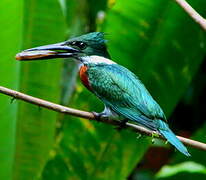 Amazon Kingfisher