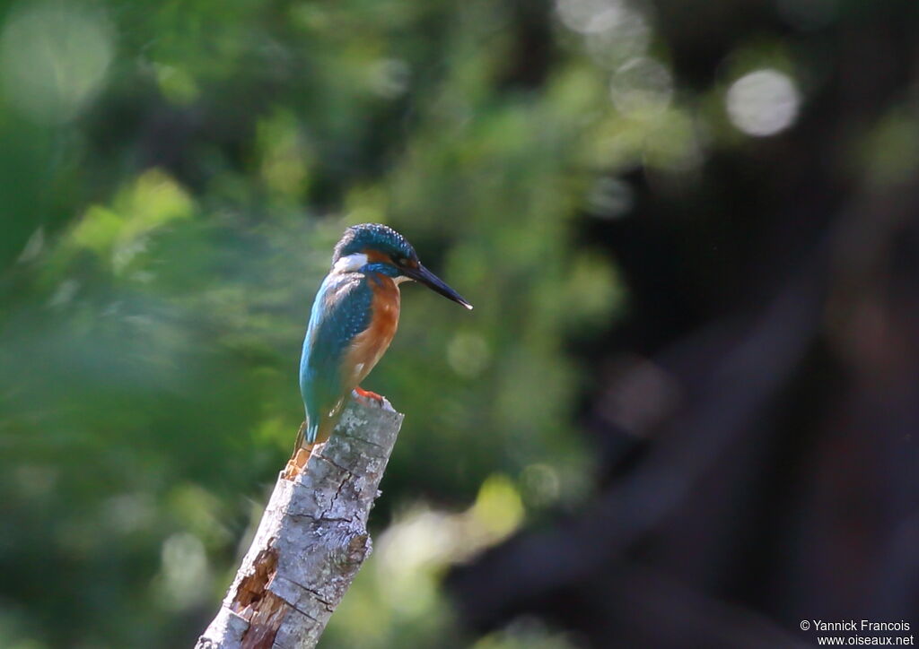 Common Kingfisher male adult breeding, habitat