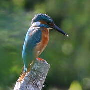 Common Kingfisher