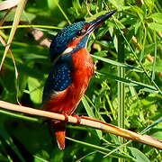 Common Kingfisher